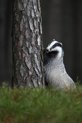European badger standing at pine tree