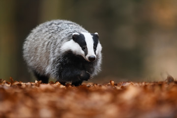 European badger running in beech leaves © PetrDolejsek