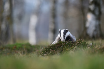 European badger in heather © PetrDolejsek