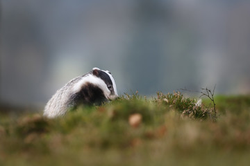 European badger in heather © PetrDolejsek