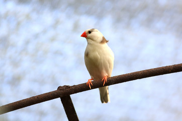 Close up shot of White Zebra Flinch
