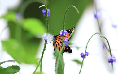 Close up shot of Butterfly on the plant