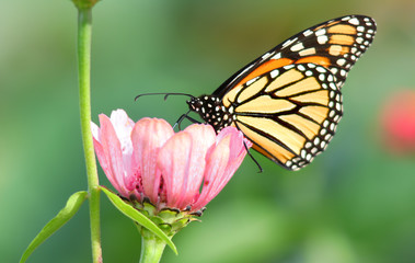 Close up shot of Butterfly on the flower