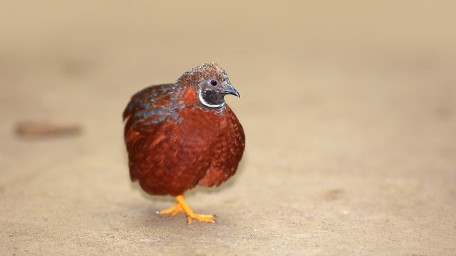 Close up shot of button quail on the ground