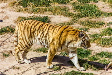 A bengal tiger walking on the grass
