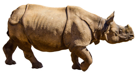A great indian horned rhino (rhinoceros unicornis) isolated on white background