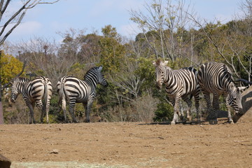 Obraz premium zebra