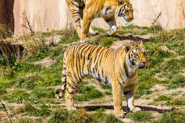 Two bengal tigers walking on the grass