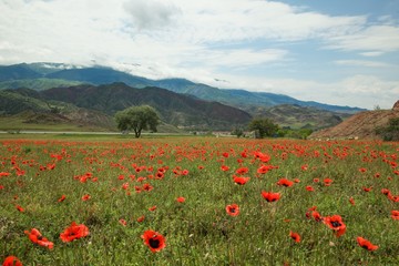 Field of poppies close up.oltu/erzurum/turkey
