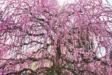 鈴鹿の森庭園しだれ桜