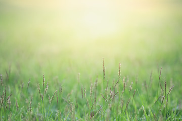 Close up beautiful view of nature green grass on blurred greenery tree background with sunlight in public garden park. It is landscape ecology and copy space for wallpaper and backdrop.