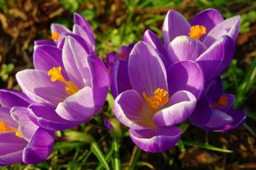 crocus in spring