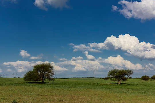 Typical tree of the pampean plain, Calden, Prosopis caldenia, La Pampa, Argentina