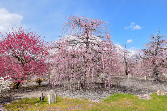 鈴鹿の森庭園しだれ桜