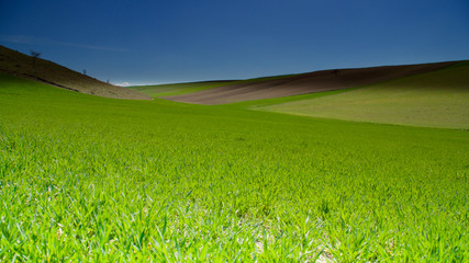 spring flowers and sights