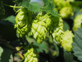 ホップの実　ビール