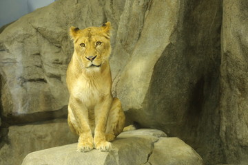 lion female