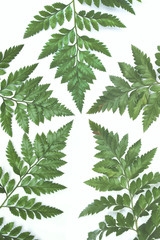 Leaves from five directions on white background