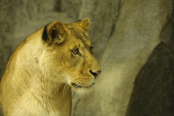 lion female
