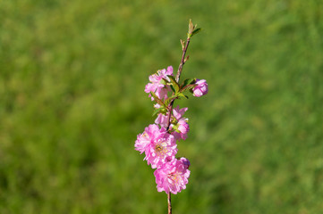 Cherry tree blossom against grass on the background