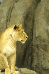 lion female