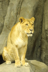 lion female