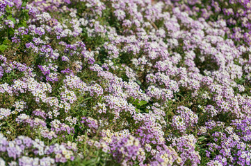 Obraz premium Sweet allysum flowers close up, floral background
