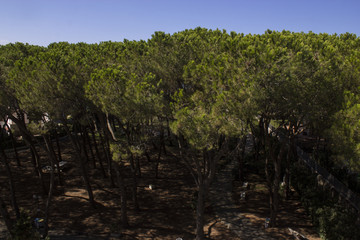 Fototapeta premium trees in the park