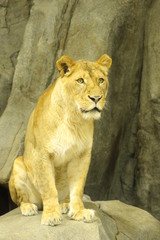 lion female