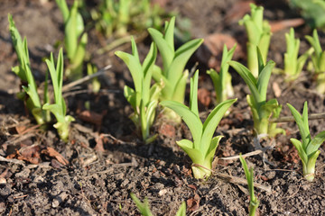 Iris sprouts break through the spring through the soil after winter in the garden. CLose up