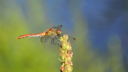 dragonfly on a leaf