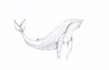 Humpback whale pen drawing