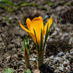 blooming yellow flowers of an ornamental crocus in early spring in the garden.