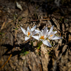 blooming white crocus flower in early spring in the forest.