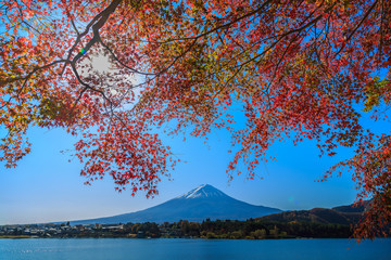 楓と富士山