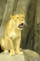 lion female