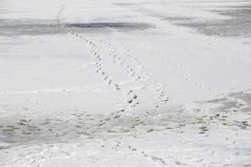 people walk on melted ice