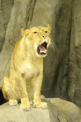 lion female