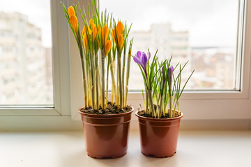 Yellow and purple crocuses in plastic pot on window sill. Spring flowers, domestic gardening