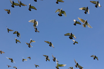 flock of speed racing pigeon bird flying against clear blue sky