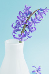 Beautiful blooming hyacinth in white glass vase on blue background. Spring bouquet for interior decoration