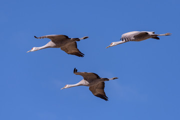 Flight of Sandhill Cranes Against a Clear Blue SKy