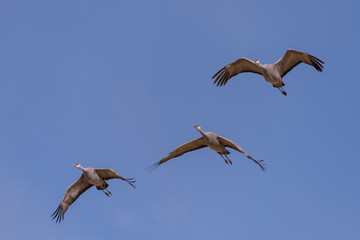 Flight of Sandhill Cranes Against a Clear Blue SKy