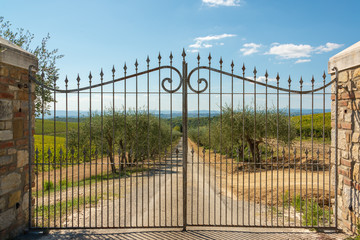 Toskanalandschaft während der Weinernte in der Gebiet des Weingutes Colaini im Chiantigebiet