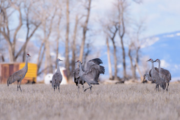 Sandhill Cranes Gathered in a Field on a Cold Spring Morning