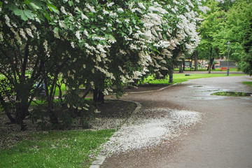 Fototapeta na wymiar Apple treу with white flowers, road