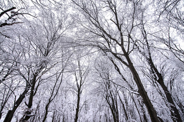 Heavy snow storm in park. Trees covered with deep, white and fluffy snow. Beautiful winter landscape scene outdoors. Concept of shoveling backyard. Winter wonderland after snow storm and hurricane