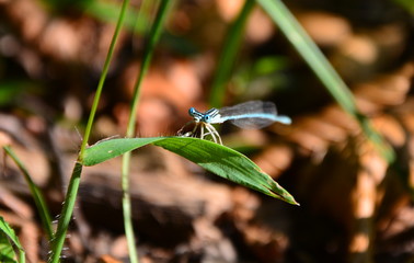dragonfly on a branch