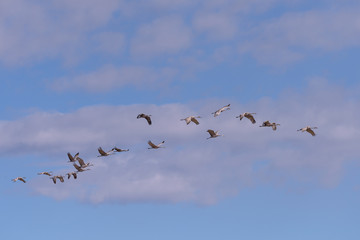 Flock of Sandhill Cranes Flying in a Blue Puffy Cloud Sky