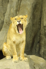 Obraz na płótnie Canvas lion female